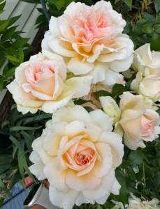 IMG_2249.jpeg