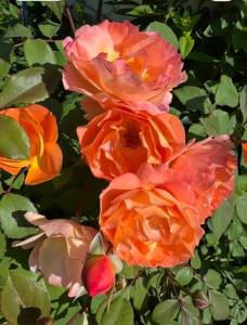 IMG_2250.jpeg