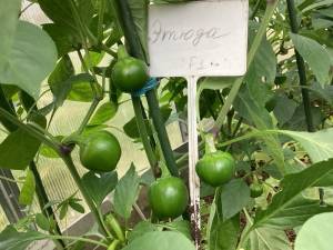 IMG_2305.jpeg
