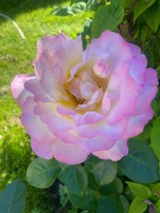 IMG_2808.thumb.jpeg.269d7da040c7b1ac59089d882c89b308.jpeg