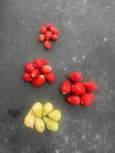 IMG_3960.jpeg