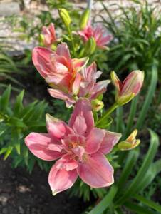 IMG_4581.jpeg