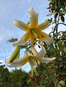 IMG_4583.jpeg