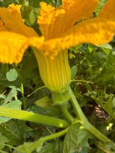 IMG_6992.thumb.jpeg.60f87a3d47c8f899c8621d705818e3a3.jpeg