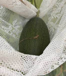 IMG_7007.thumb.jpeg.8ced01f2bde08aba43627d66f392056d.jpeg