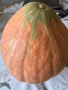 IMG_7038.jpeg
