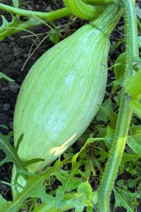 IMG_7206.thumb.jpeg.7ac2765843678b47bce58446aacee6d8.jpeg