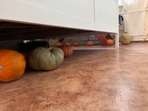 IMG_7225.jpeg