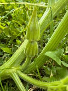 IMG_7317.jpeg