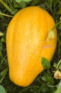 IMG_7400.thumb.jpeg.7d6e2f6f5f6460ec607a33ed0933a6ec.jpeg
