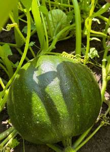 IMG_7419.thumb.jpeg.7a3123155efe75a6675bc27b03d9e0a2.jpeg