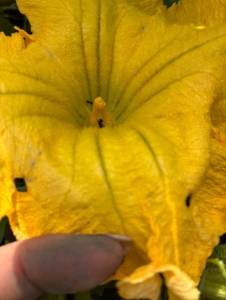 IMG_7424.thumb.jpeg.41f033c402431f06dc9cc8ca5dff76d4.jpeg