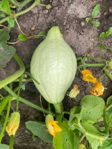 IMG_7913.jpeg