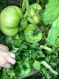 IMG_9029.jpeg