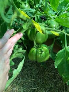 IMG_9030.jpeg