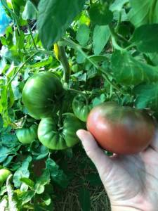 IMG_9031.jpeg