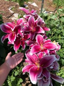 IMG_9051.jpeg