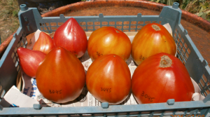 image.thumb.png.1c977683ed6156e8c63e5be8ccf3af51.png