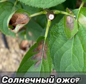 image.thumb.png.28c3738c66fba55c4f42ae8e41f507c8.png
