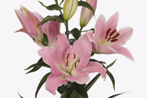 image.thumb.png.c55aef1f397a58e0f80989b20e2c263d.png