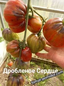 large.20240806_102149.jpg.3f62b75484ca8eaffe28ce52c30dd7b2.jpg
