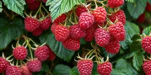 post_crop_small_1080.thumb.jpg.ae509a7c11d8b9ade95dfe9d0068eb24.jpg