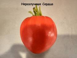 IMG_0511.jpeg