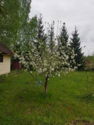 цветёт яблонька