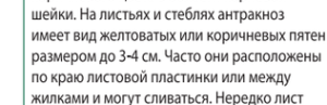 пятна на арбузе от антракноза.png