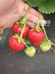 Alturas 1.jpg