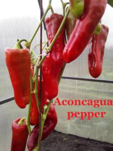 1788949213_Aconcaguapepper.(4).thumb.jpg.bf1fb6f370fa072436fa0ee2f944618f.jpg