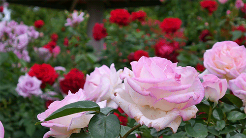 18143c37cb12bc9c95dd05f901612845.gif