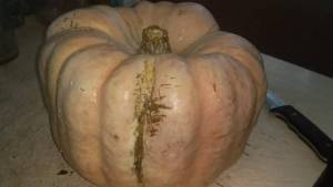 20210109_095532.thumb.jpg.6a02b9b210338f8a2644f306c23d9dac.jpg