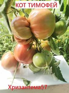 2024481807_.thumb.jpg.a932ba2ee37de85b6618fdf40b0a553b.jpg