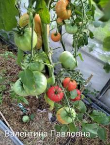 IMG_20260731_214610~2.jpg