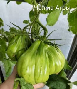 IMG_20260807_205033~2.jpg