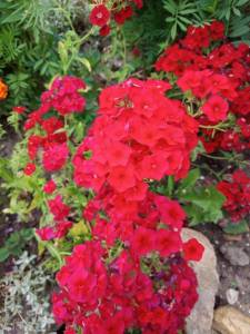 Compress_20260719_154006_6424.thumb.jpg.82fe990a97ad78a944b2b6aee1811cdd.jpg