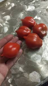 IMG-20260816-WA0092.jpeg