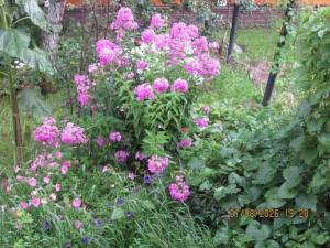 IMG_1426.thumb.JPG.fc42948db2545eb922b4edd820614abc.JPG