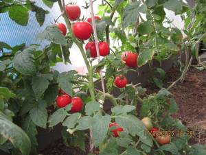 IMG_1462.thumb.JPG.01c2280ffff8a36b0c608caa5cb30ab8.JPG