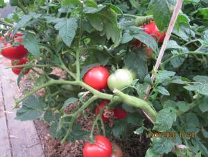 IMG_1464.thumb.JPG.cc83f6ec2fbb6b54d7b6acc1c4a17270.JPG