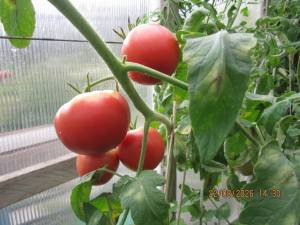 IMG_1486.thumb.JPG.a860bd7f34bd49faddb2169517993d85.JPG