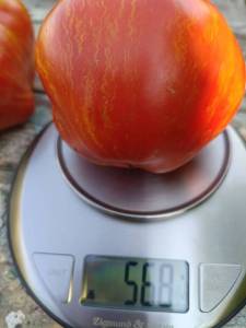 IMG_20260801_190220_552.thumb.jpg.0faaa1f858c5abeb5078b084dc63bfe4.jpg