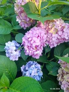 IMG_20260802_175208.jpg