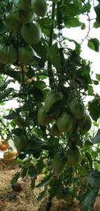 IMG_20260802_192719.jpg