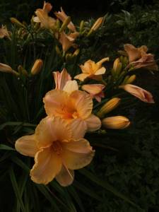 IMG_20260804_164113.thumb.jpg.19dc05df20d3ef8b38febe35ff7a903a.jpg