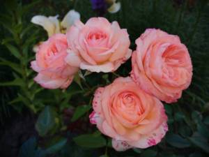 IMG_20260804_170738.thumb.jpg.d88de15f4897e5bf28294dbd0dd9fbed.jpg