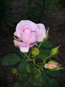 IMG_20260805_193306.thumb.jpg.12fd8f3adda2adc54a33f0ad78b263c5.jpg