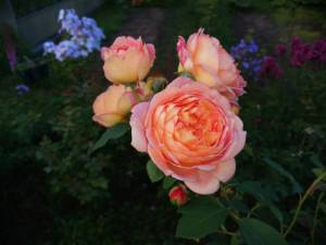 IMG_20260805_194715.thumb.jpg.a6931a76bfb78e0f09f01e8c88cc7b4c.jpg