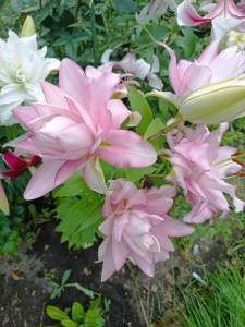 IMG_20260806_182738.jpg